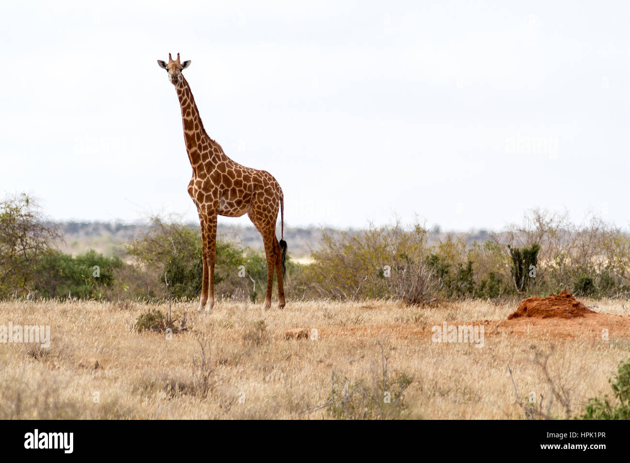 Giraffe on safari hi-res stock photography and images - Alamy