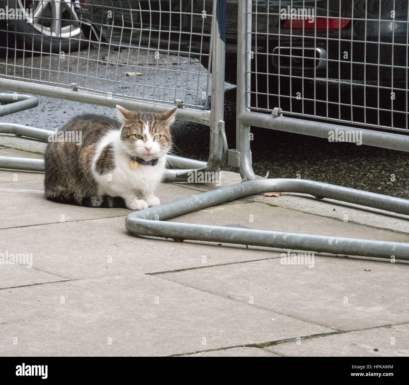 London, UK. 23rd Feb, 2017. Larry the Downing Street cat Credit: Ian Davidson/Alamy Live News Stock Photo