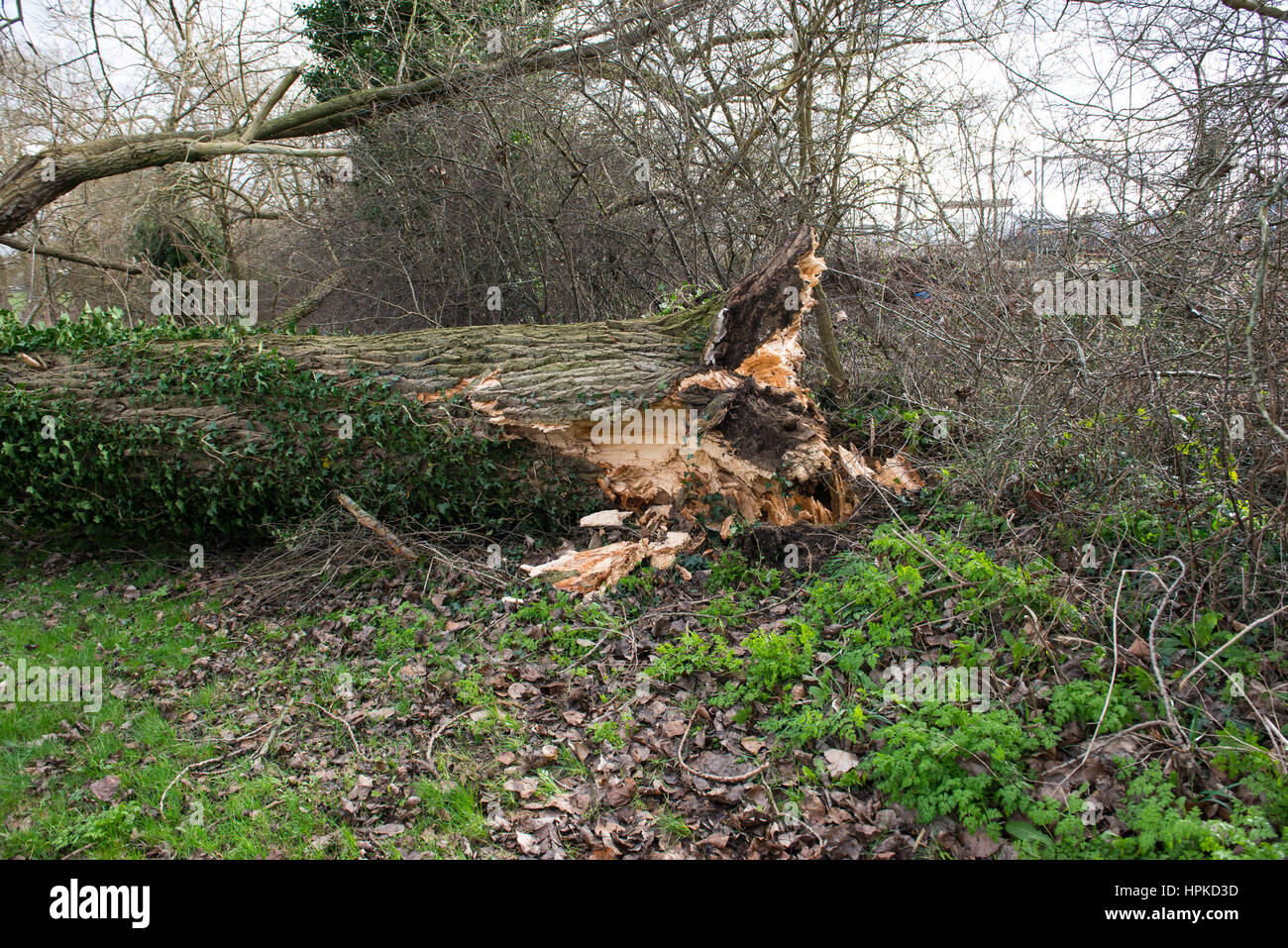 Fallen tree blocking a path hi-res stock photography and images - Alamy