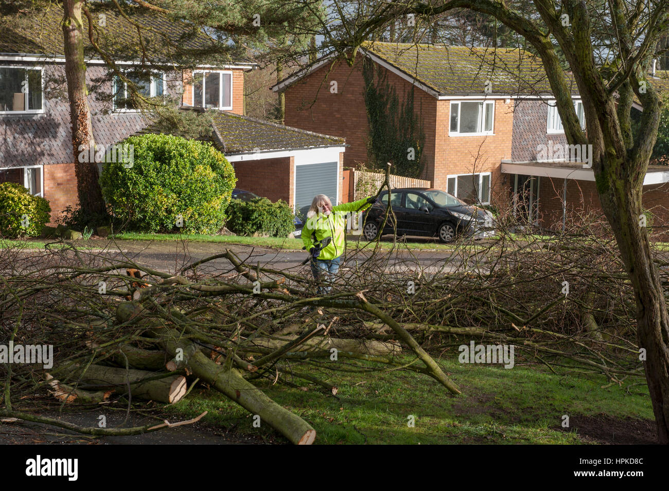 Staffordshire, West Midlands, UK. 23rd Feb, 2017. Storm Doris batters Staffordshire in the West Midlands. Winds gusting at 65 mph knock down a huge tree on Woodfields Drive, Lichfield, Staffordshire, blocking the road and stopping residents at the end of the culdesac from leaving in their cars. As Council resources are stretched to the limit the local residents set to work with their own chainsaws and axes to clear the enormous tree and debris by hand. Credit: Richard Grange/Alamy Live News Stock Photo