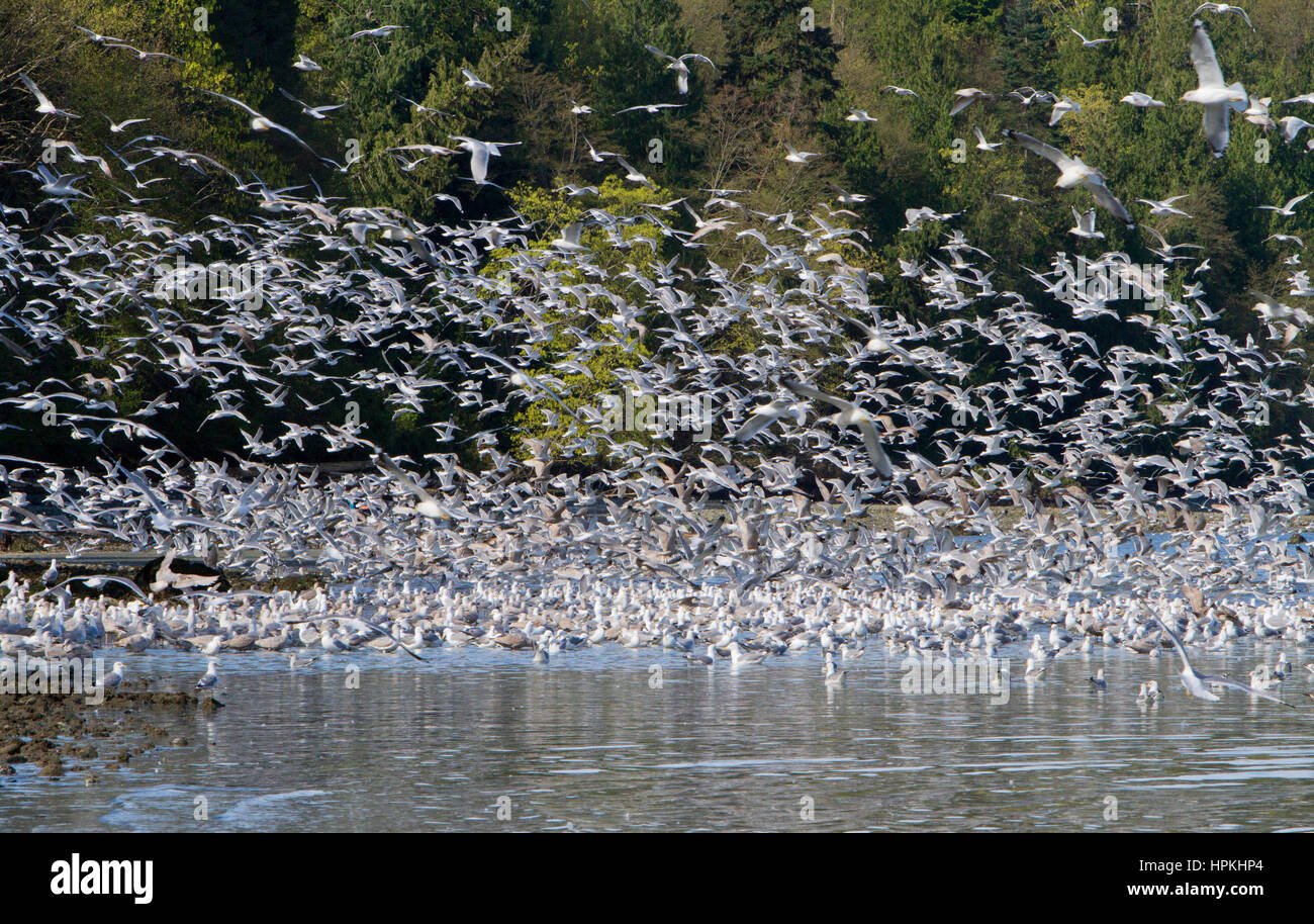 Strait of vancouver, wildlife hires stock photography and