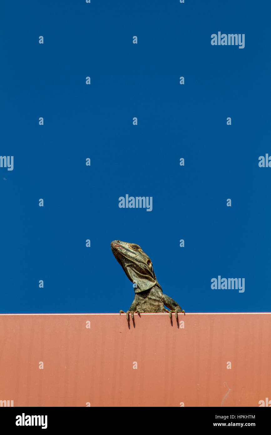 Iguana is a genus of omnivorous lizards native to tropical areas of Mexico, Central America ...
