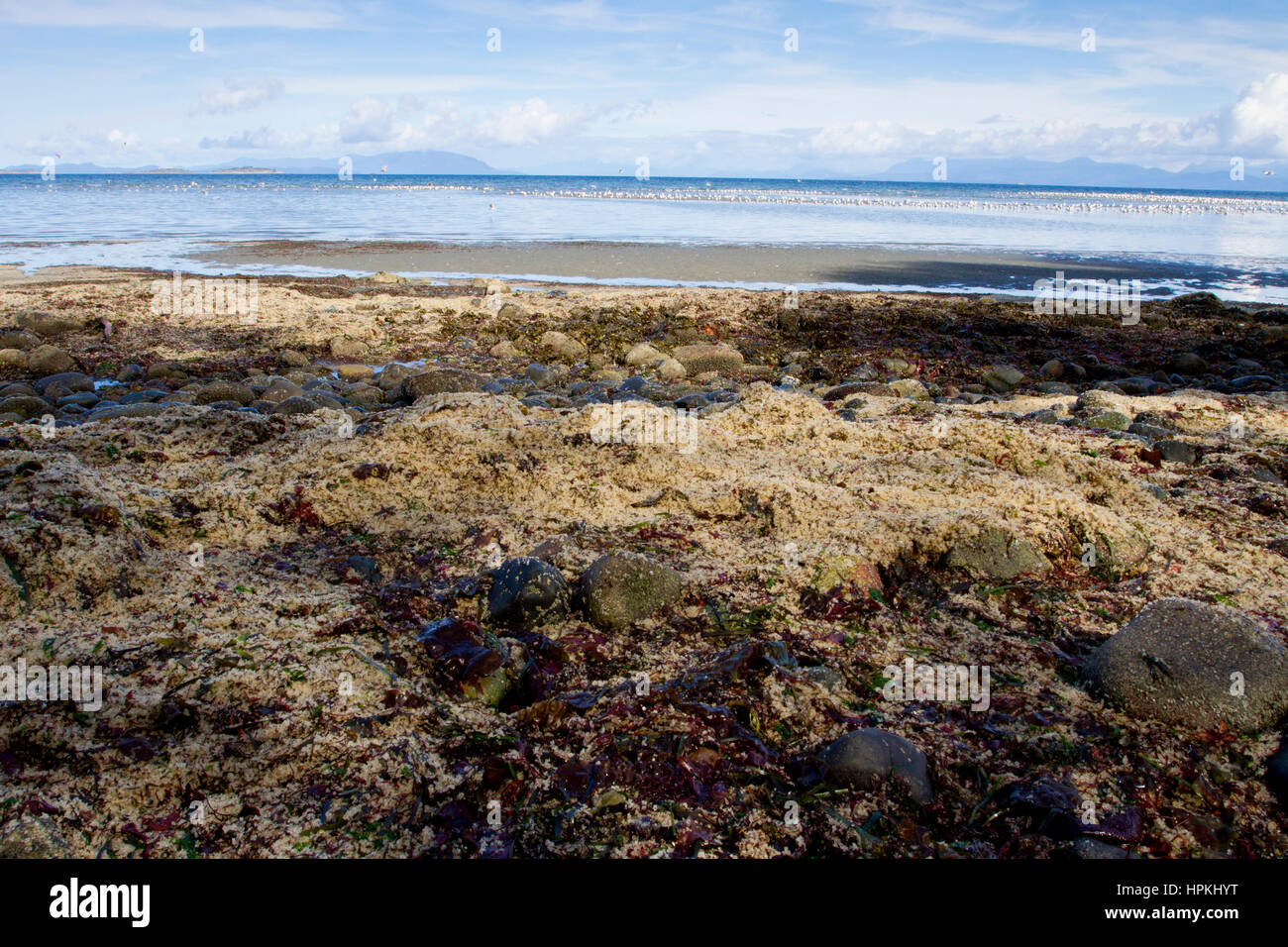 Pacific Herring (Clupea pallasii) spawn washed up along the shoreline