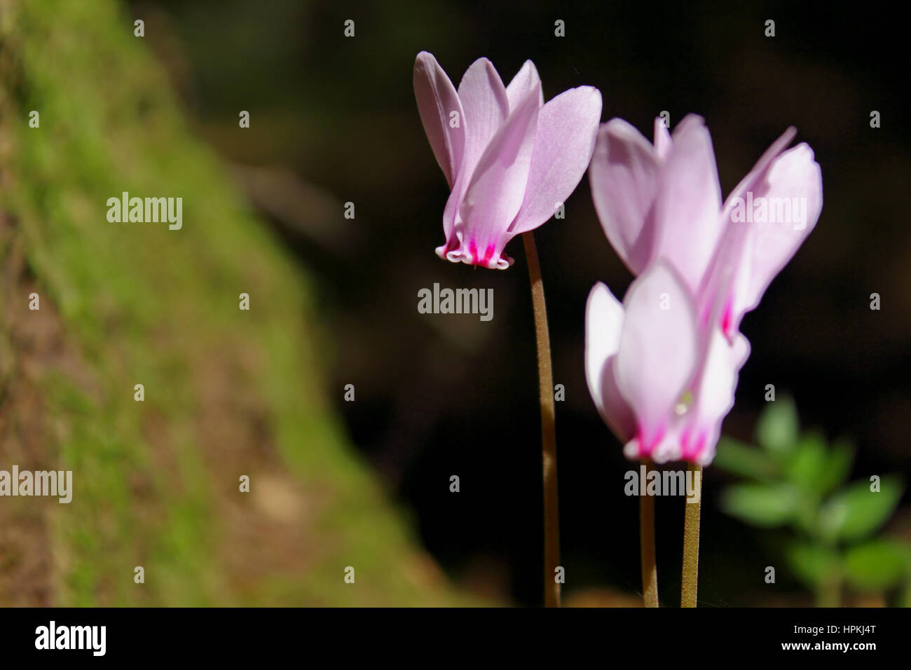 An image of three Cyclamens  (family of Myrsinaceae)  in a woodland scenery Stock Photo