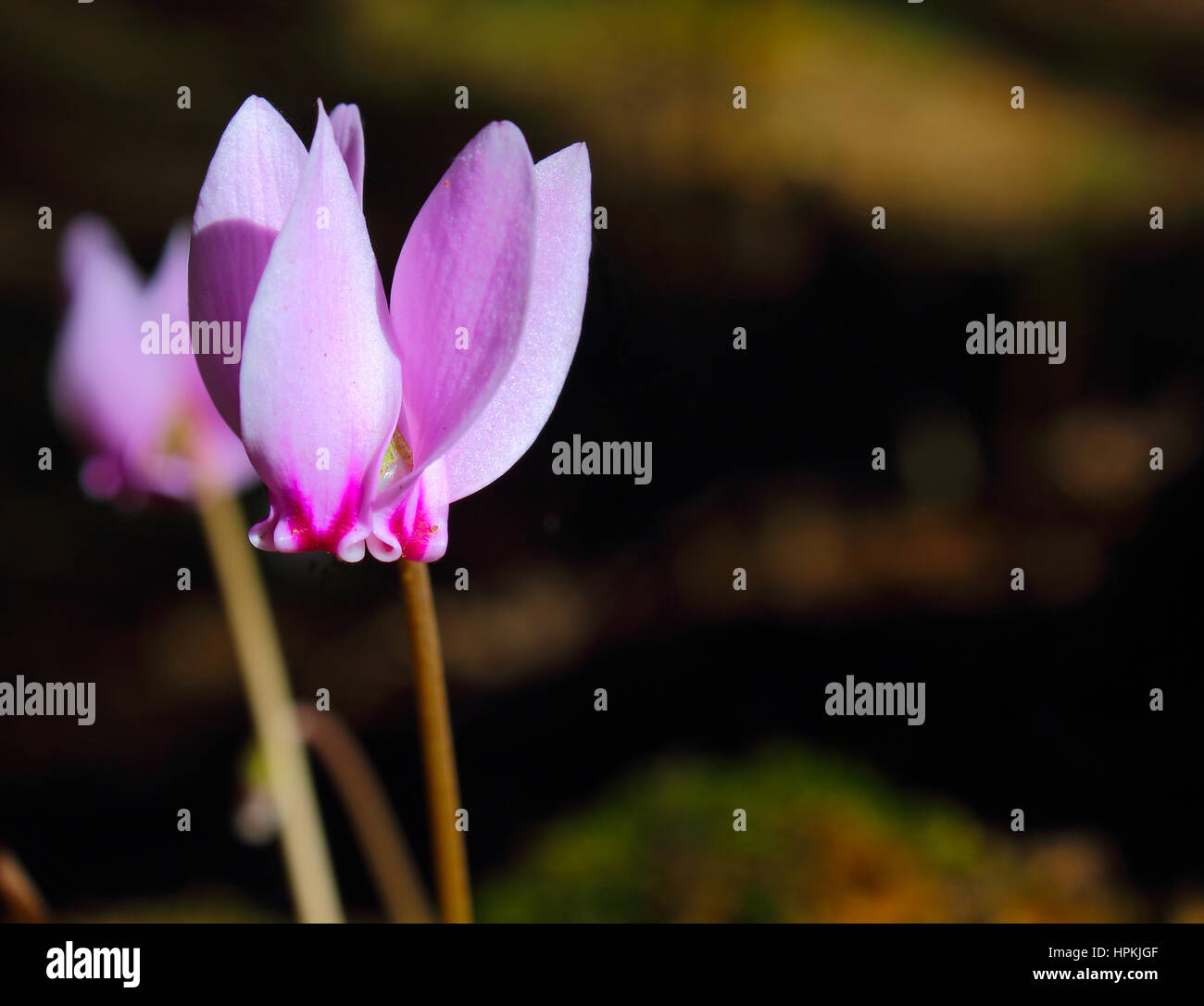 An image of Cyclamens  (family of Myrsinaceae)  in a woodland scenery Stock Photo