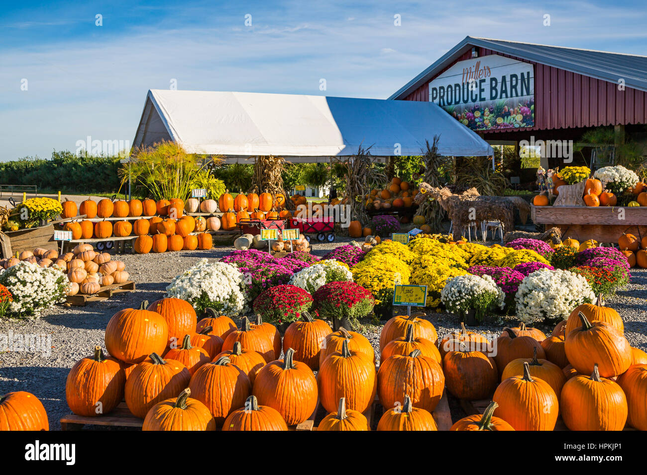 Pumpkins and fall market at Miller's Produce Barn in rural, Ohio, USA