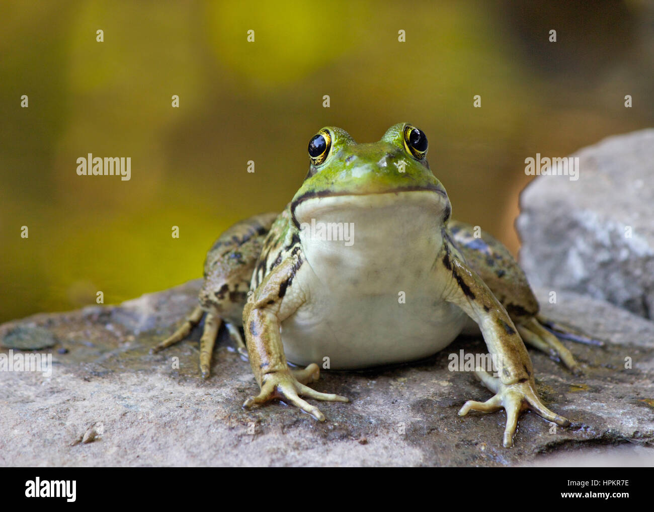 A northern green frog (Rana clamitans) sitting by a pond Stock Photo