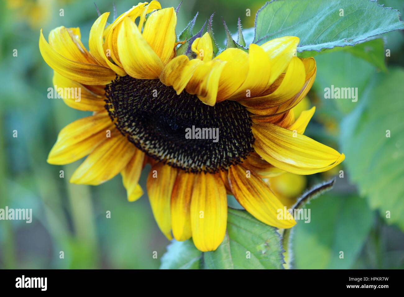 A sunflower Helianthus annuus blooming in Fall Stock Photo