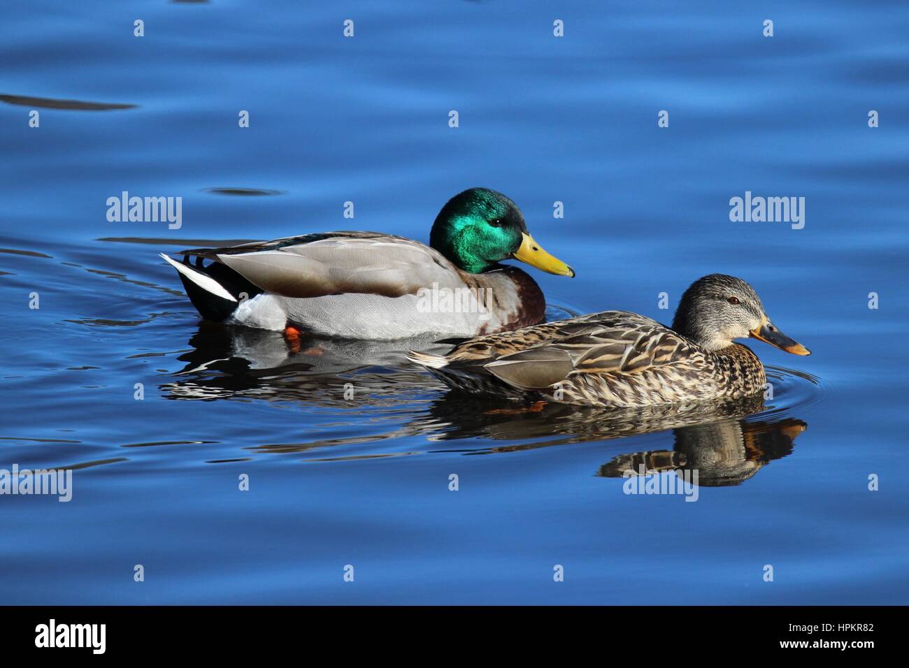 A pair of mallard ducks swimming on a pond. Stock Photo
