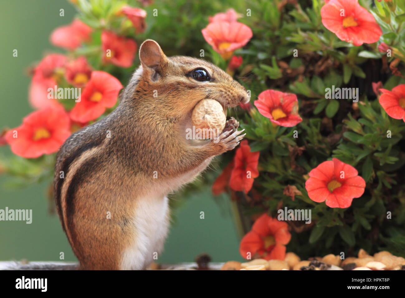 Cute Eastern Chipmunk (Tamias Striatus) stands next to Petunia flower