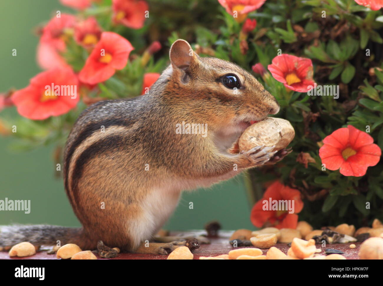 Cute Eastern Chipmunk (Tamias Striatus) stands next to Petunia flower