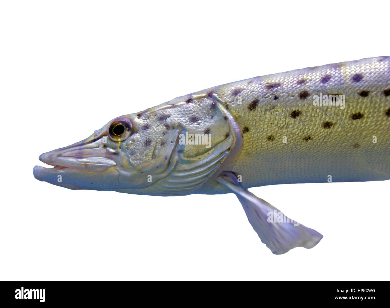 pike Spotted head on the white background Stock Photo