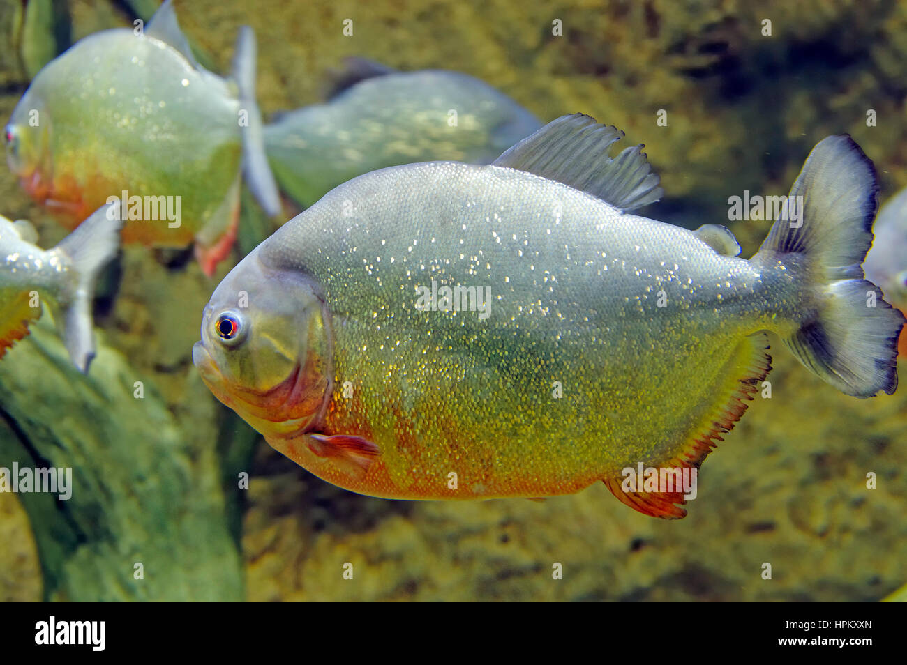 piranha ordinary fish underwater close up portrait Stock Photo
