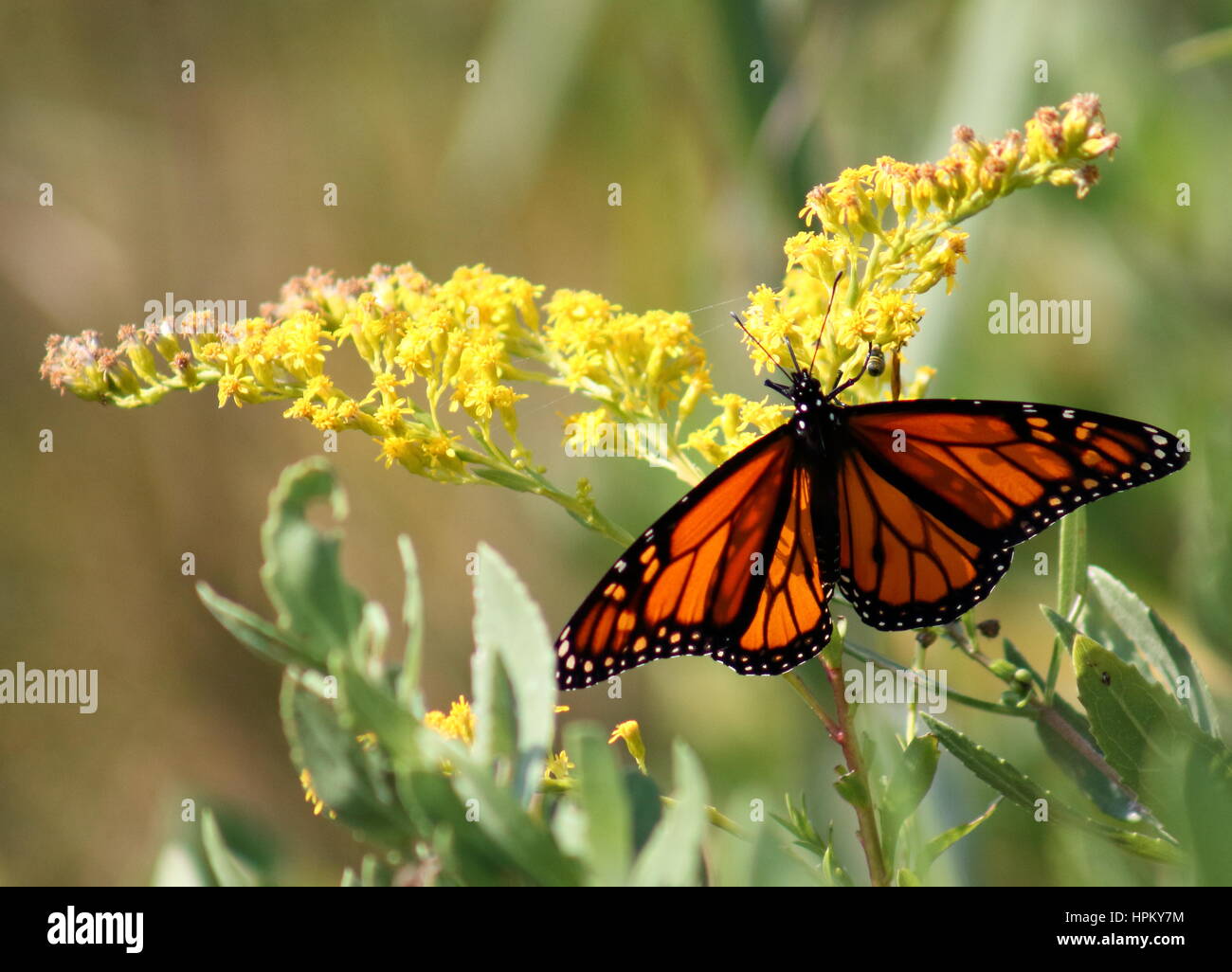 Monarch Butterfly at Eastern Neck Wildlife Refuge Stock Photo