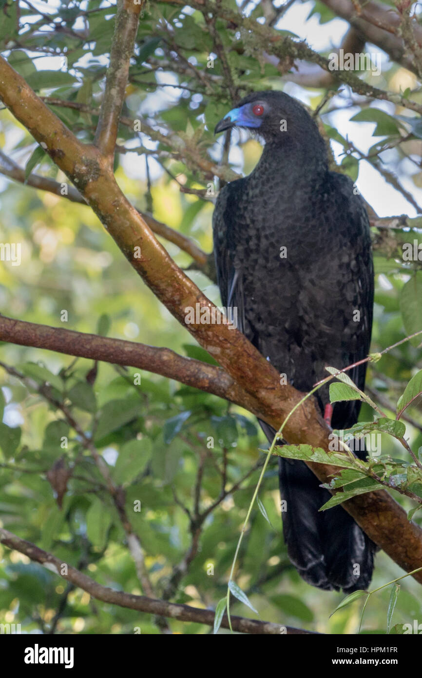 Black Guan perched iln tree (Chamaepetes unicolor) Costa Rica Stock Photo