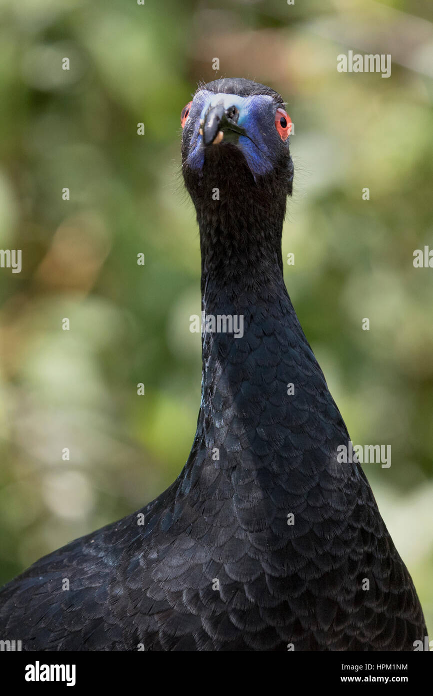 Black Guan close-up (Chamaepetes unicolor) Costa Rica Stock Photo