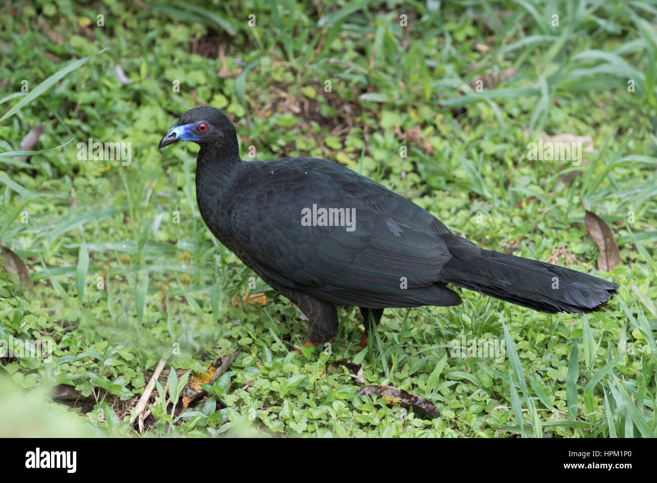 Black Guan (Chamaepetes unicolor) Costa Rica Stock Photo