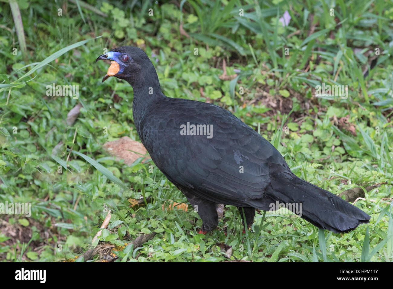 Black Guan eating fruit (Chamaepetes unicolor) Costa Rica Stock Photo