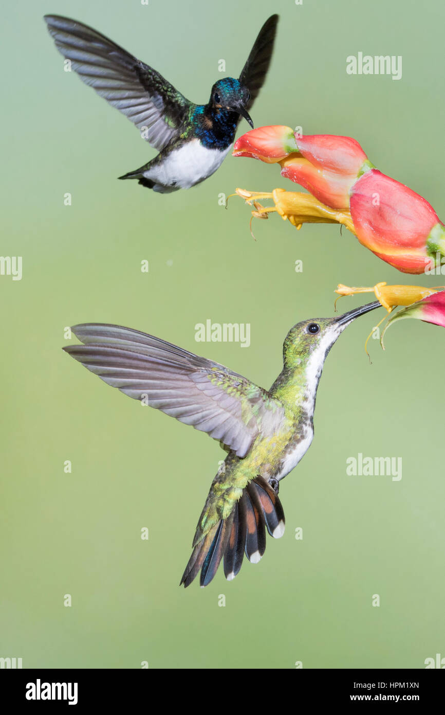 White-Necked Jacobin Hummingbird male and G reen-Breasted Mango Hummingbird female feeding on flower (Florisuga mellivora &Anthracothorax prevostii) C Stock Photo