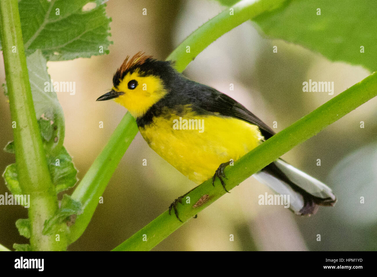 Costa rica redstart hi-res stock photography and images - Alamy