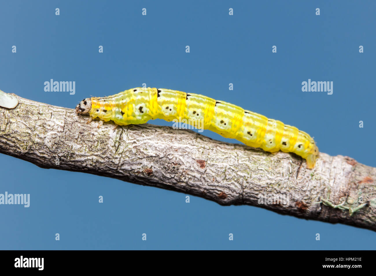 A Geometrid Moth (Episemasia solitaria) caterpillar (larva) perches on a twig. Stock Photo