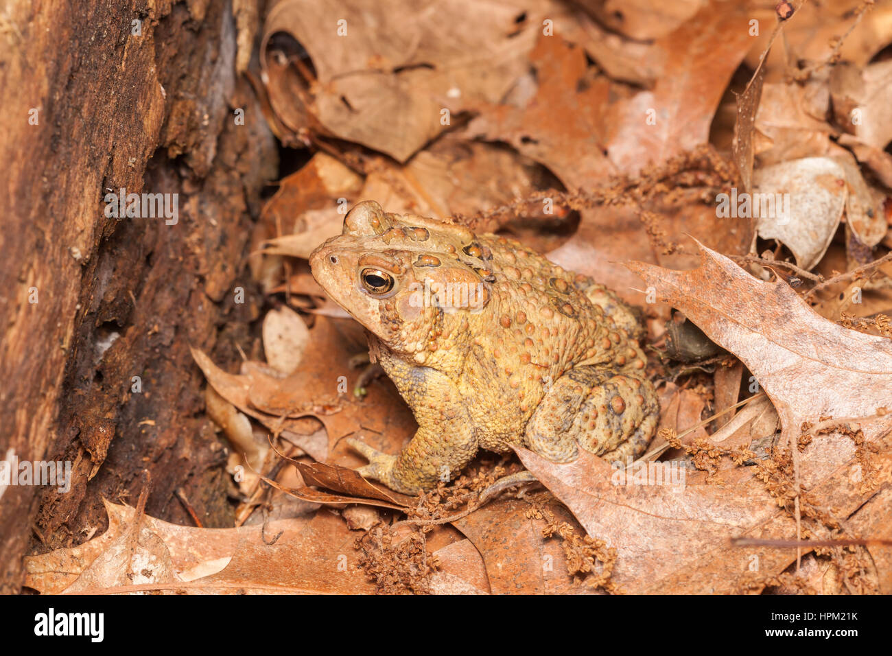 An American Toad, subspecies Eastern American Toad (Anaxyrus americanus americanus), sits among dead leaves on the ground in a woodlands habitat. Stock Photo