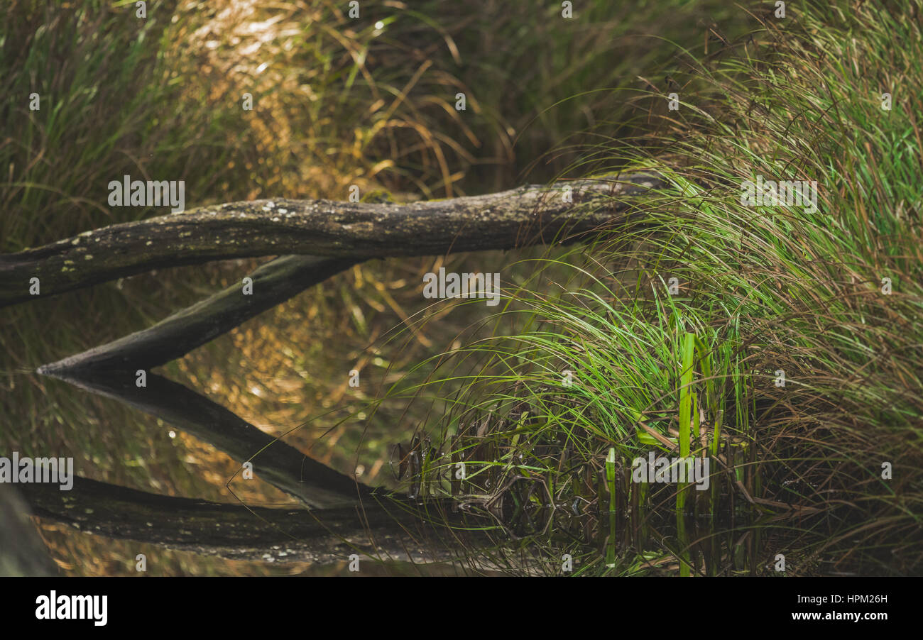 Freshwater vegetation hi-res stock photography and images - Alamy