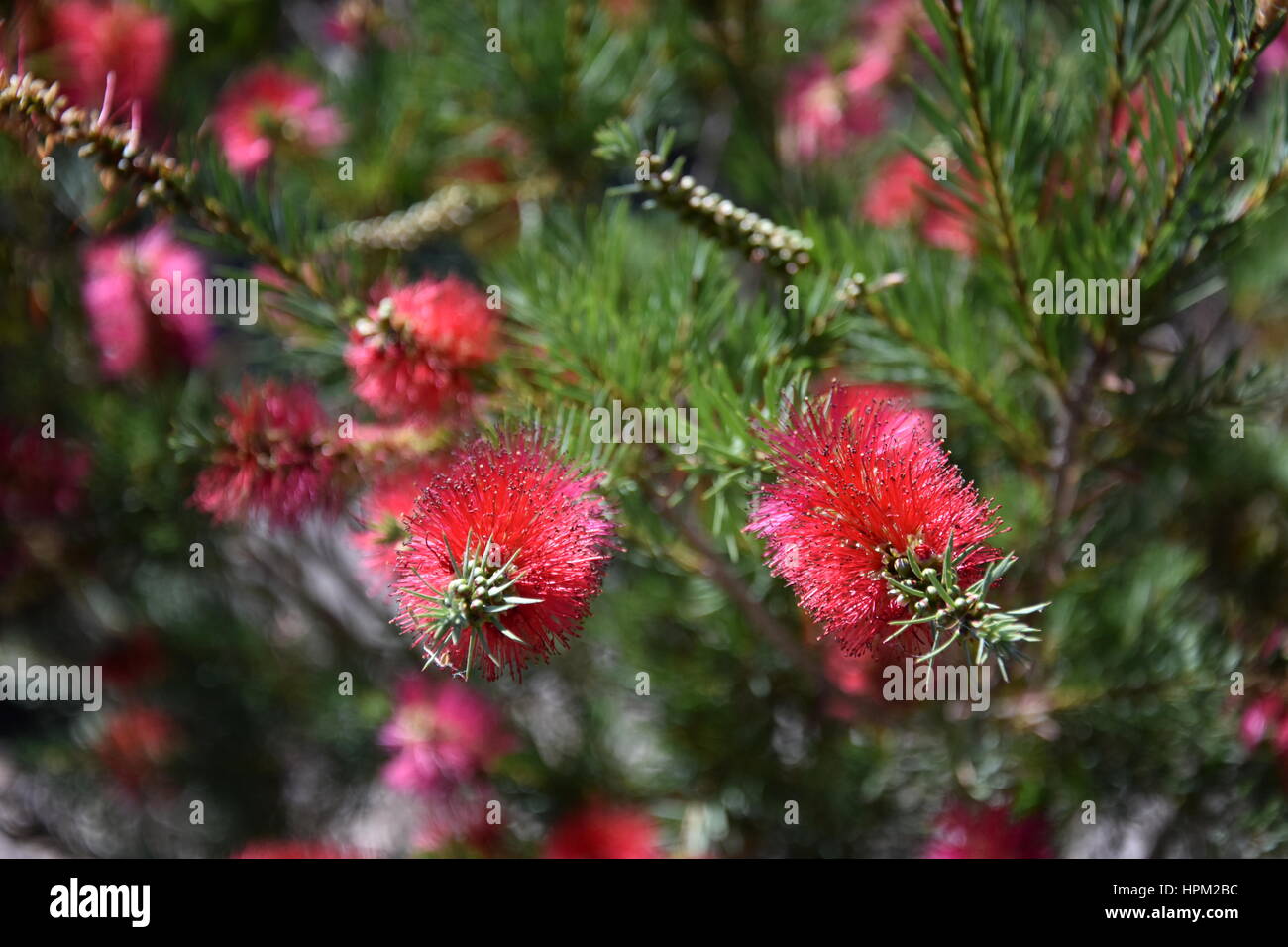 Closeup of a pink bottle brush. Native australian flower pink bottlebrush shrub flowering. Banksia ericifolia with pink flower. Stock Photo