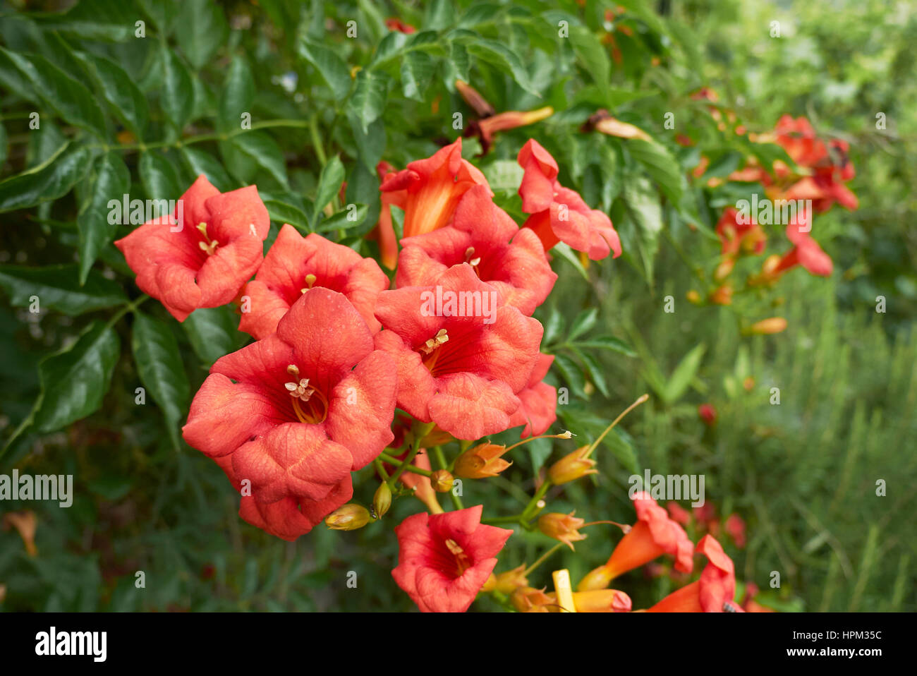 Campsis radicans flowers Stock Photo