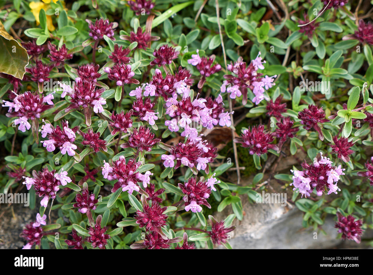 Thymus serpyllum herb hires stock photography and images Alamy