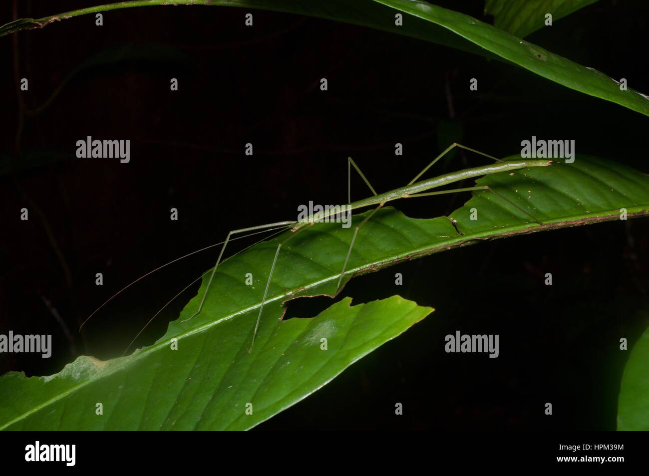 A thin green stick insect (Acacus sapuani) on a leaf in the rainforest in Santubong National Park, Sarawak, East Malaysia, Borneo Stock Photo