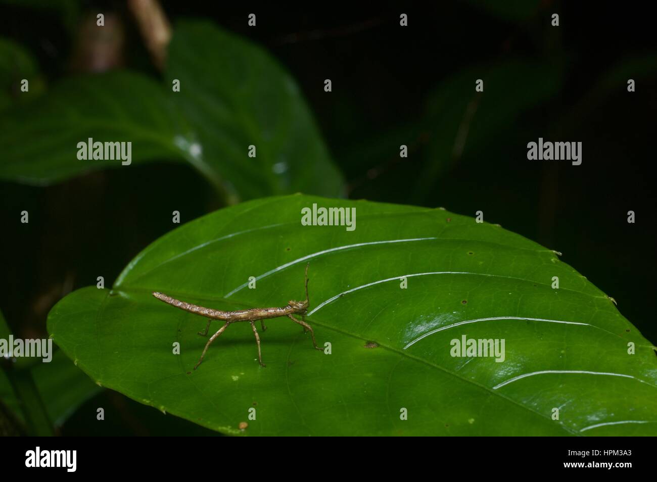 A tiny stick insect (phasmid) on a leaf in the rainforest in Batang Kali, Selangor, Malaysia Stock Photo