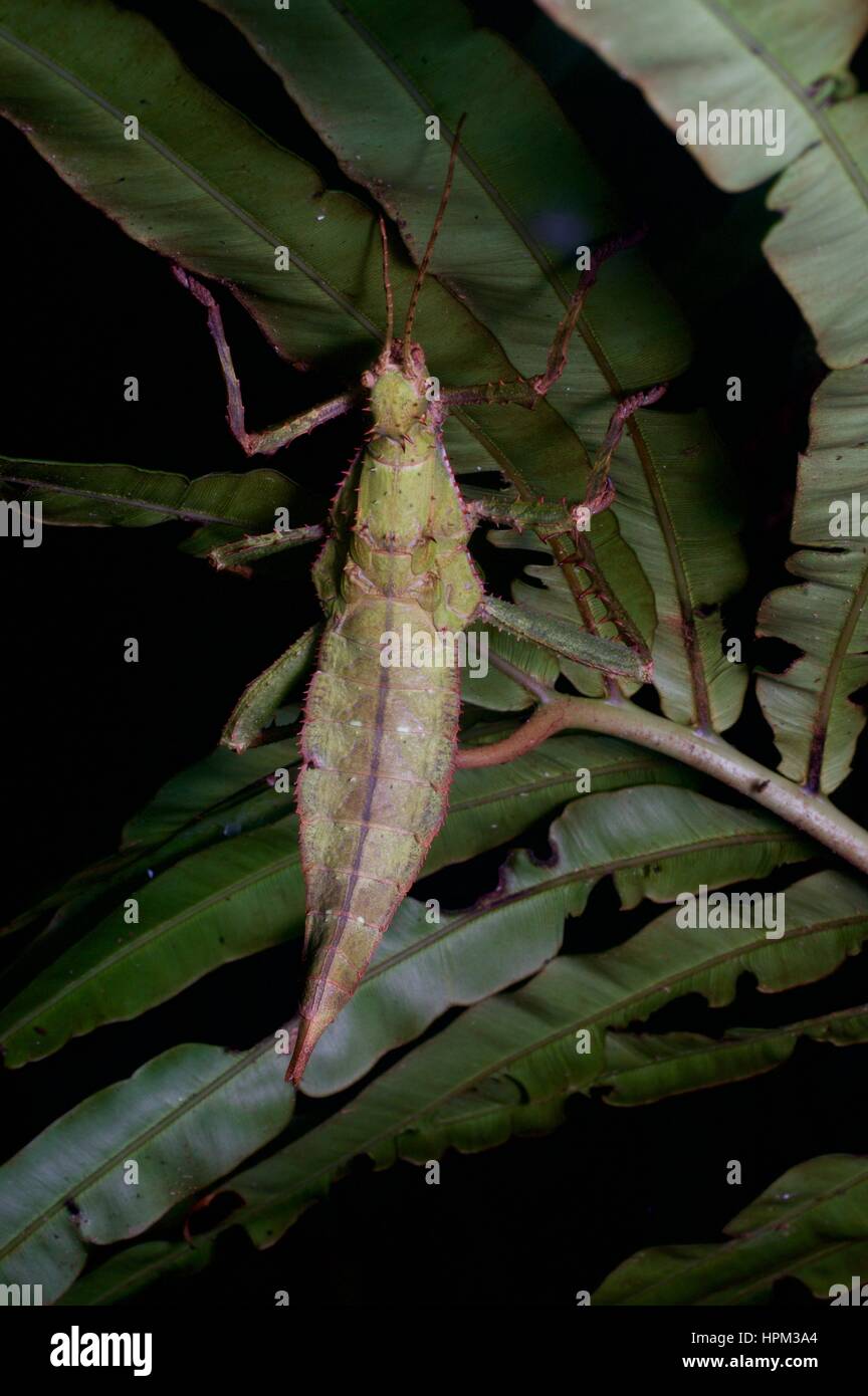 A Malayan Jungle Nymph hanging from a plant in the rainforest at night in Fraser's Hill, Pahang, Malaysia Stock Photo