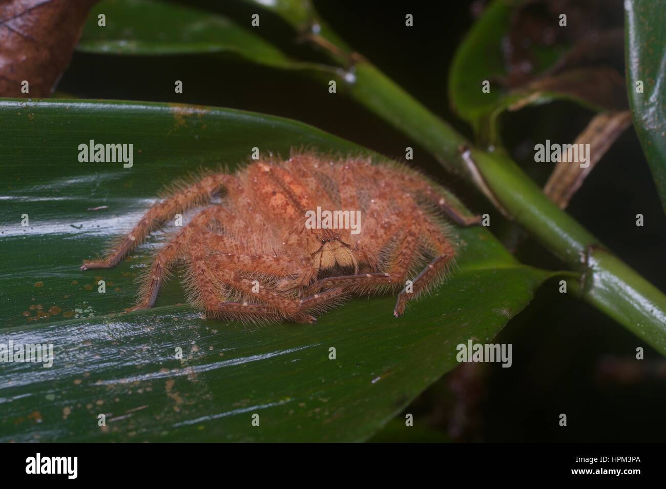 A David Bowie Spider (Heteropoda davidbowie) on a leaf in the rainforest in Ulu Semenyih, Selangor, Malaysia Stock Photo