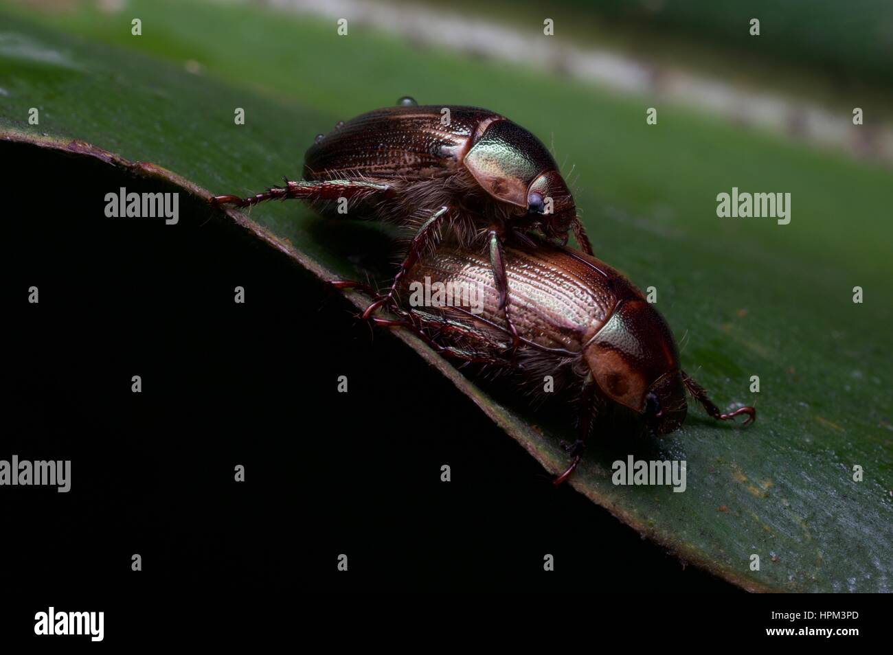 A mating pair of scarab beetles on a leaf in the rainforest at Genting Highlands, Pahang, Malaysia Stock Photo
