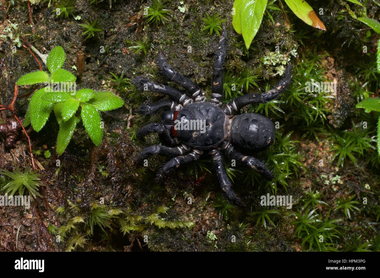 A Malaysian Black Trapdoor Spider (Liphistius malayanus) in the rainforest at Fraser's Hill, Pahang, Malaysia Stock Photo