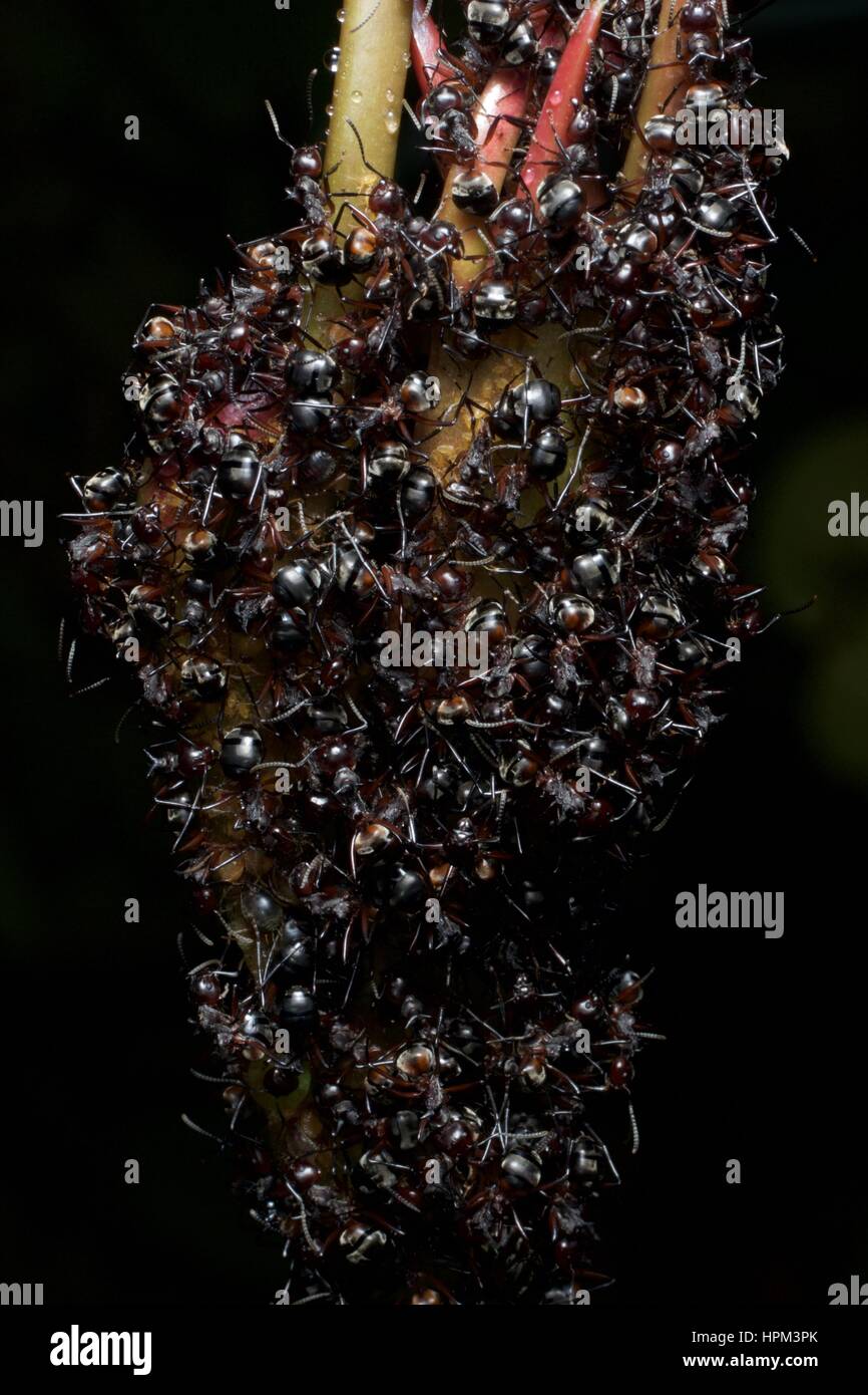 Migrating Herdsman ants (Dolichoderus cuspidatus) forming a protective cluster around mealybugs at Fraser's Hill, Pahang, Malaysia Stock Photo