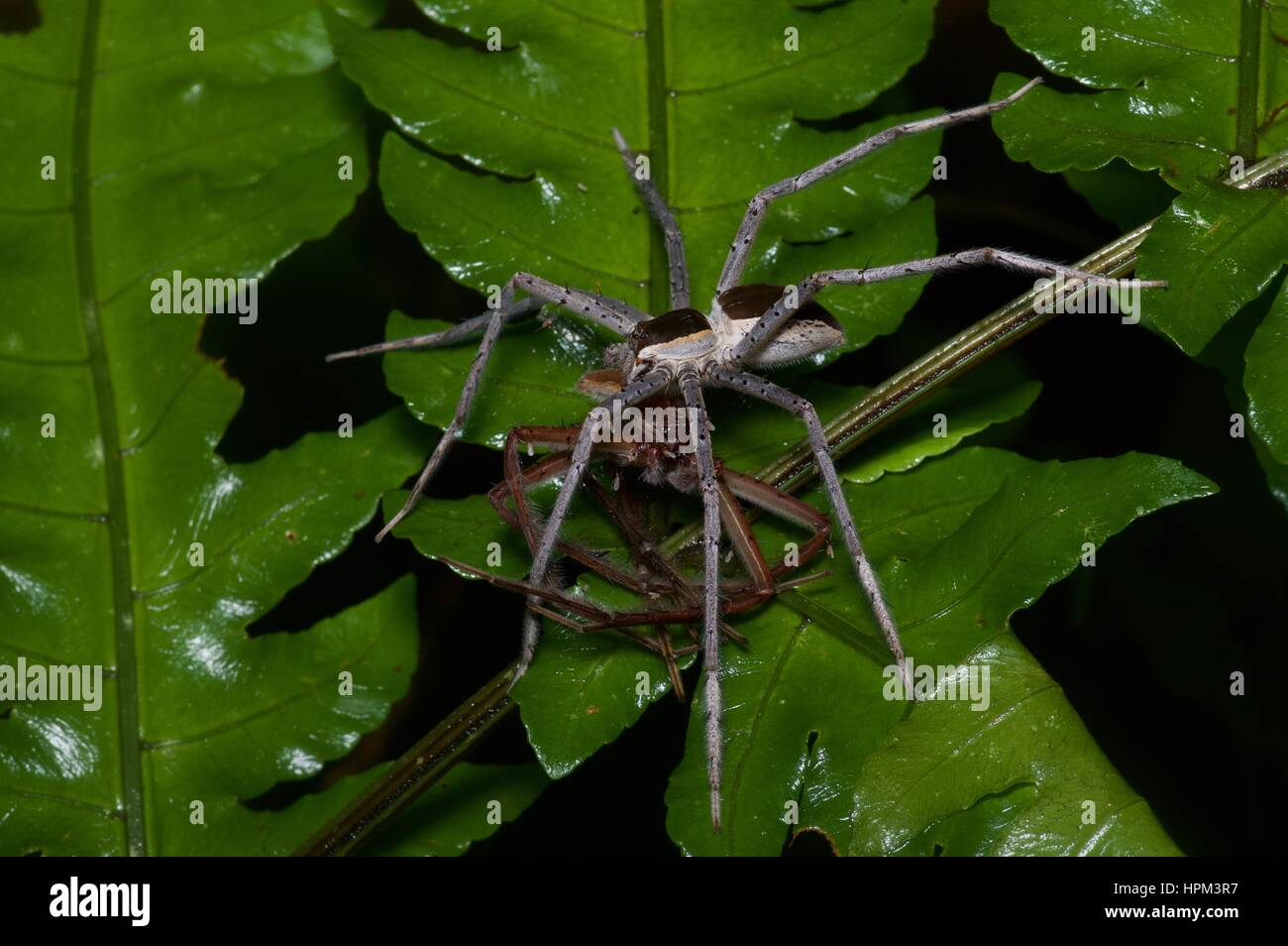 A Common White-flanked Water Spider (Nilus albocinctus) eating another spider in the rainforest in Ulu Semenyih, Selangor, Malaysia Stock Photo