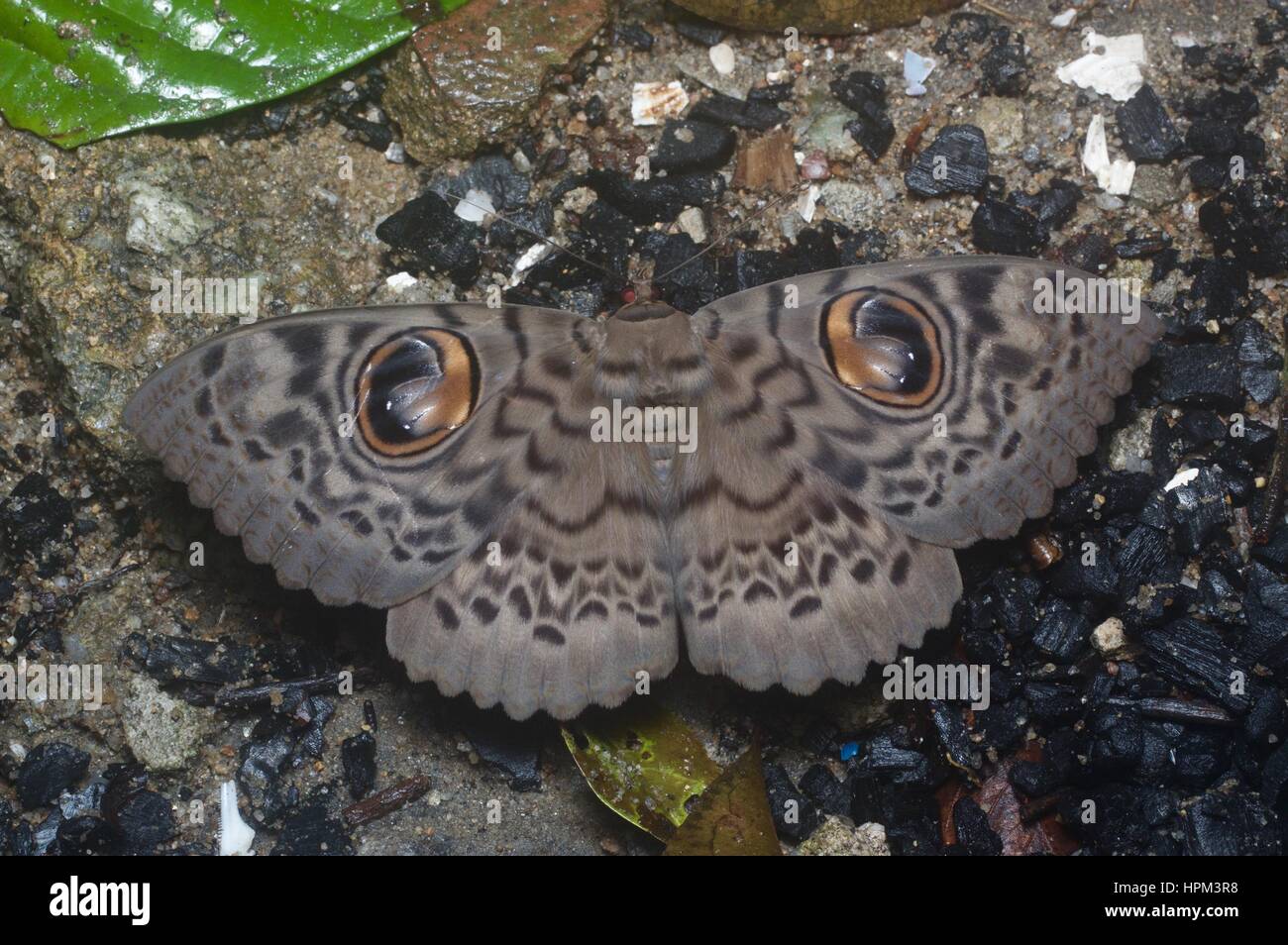 A Walker's Owl moth (Erebus macrops) on the rainforest floor at night in Ulu Semenyih, Selangor, Malaysia Stock Photo