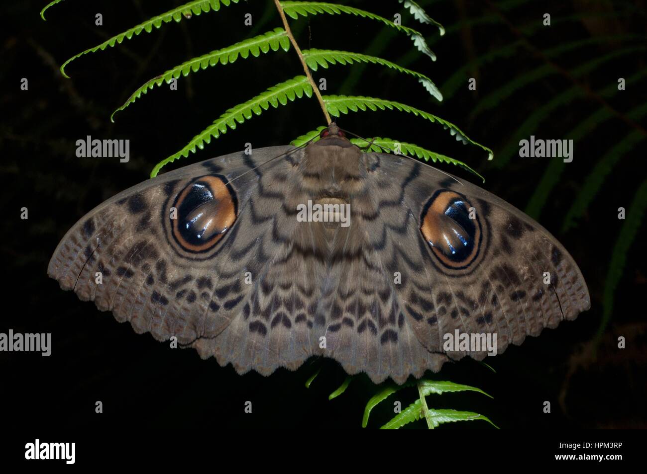 A Walker's Owl moth (Erebus macrops) on a fern in the rainforest at night in Fraser's Hill, Pahang, Malaysia Stock Photo