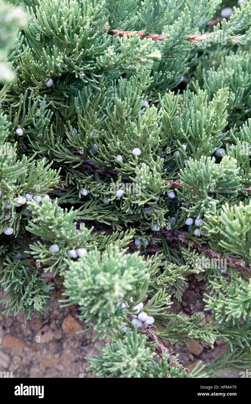 Gnarled cedar tree hires stock photography and images Alamy