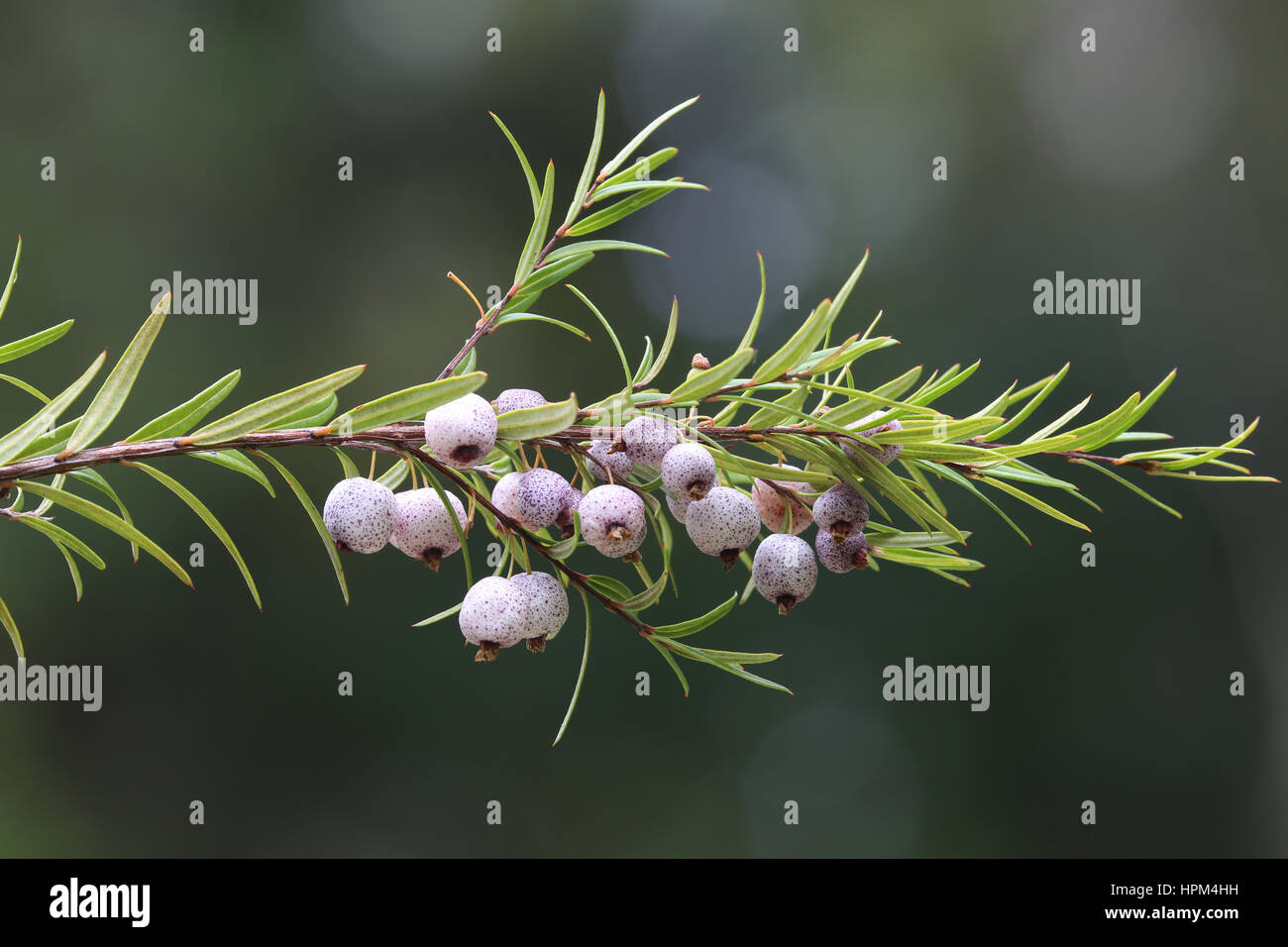 Australian bush food known as Midyim or Midgen Berries Stock Photo Alamy