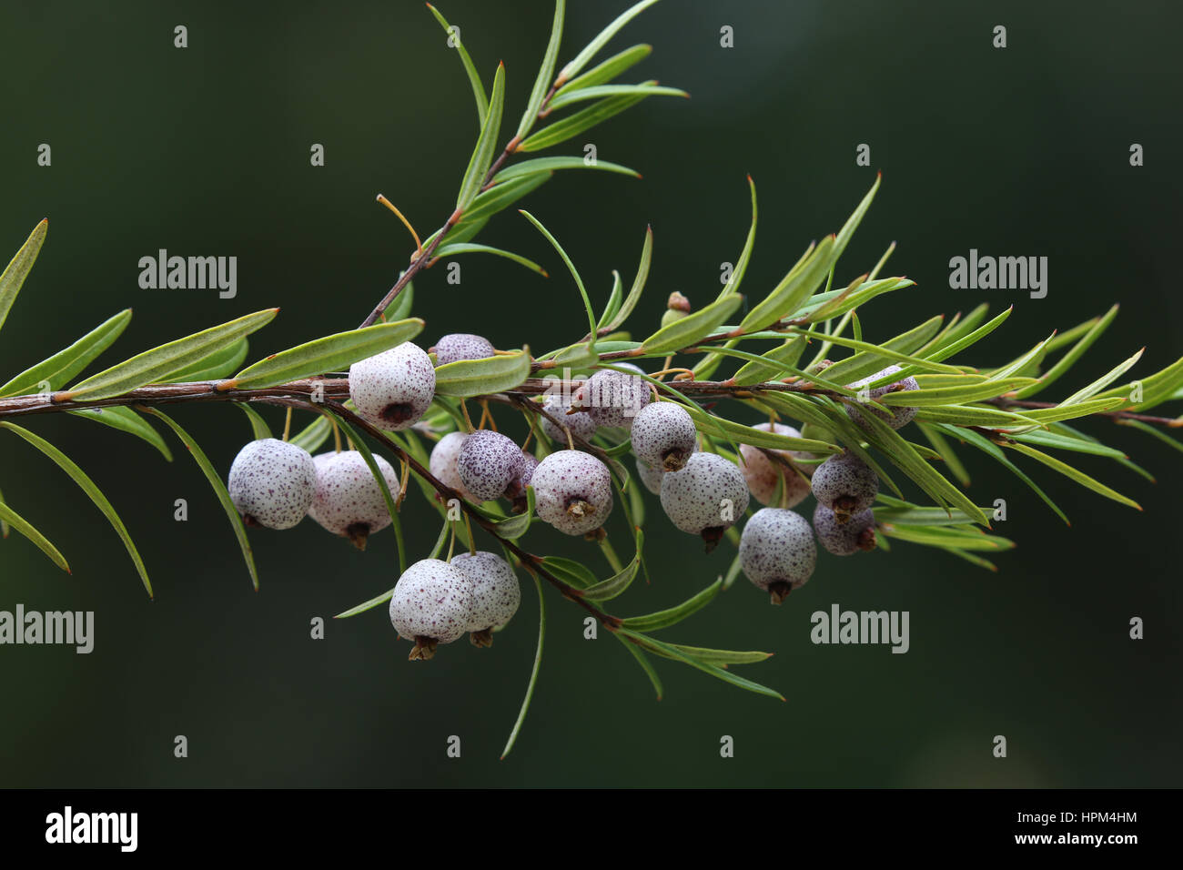 White Berries of Austromyrtus Dulcis or Midgen Berry Tree Stock Image -  Image of green, silky: 275058149