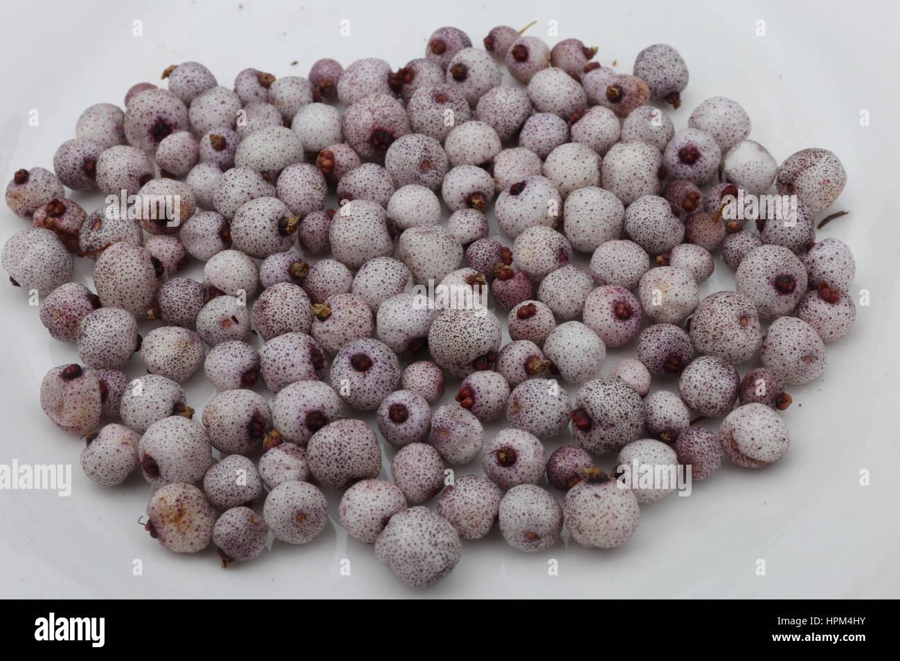 Australian bush food known as Midyim or Midgen Berries Stock Photo Alamy