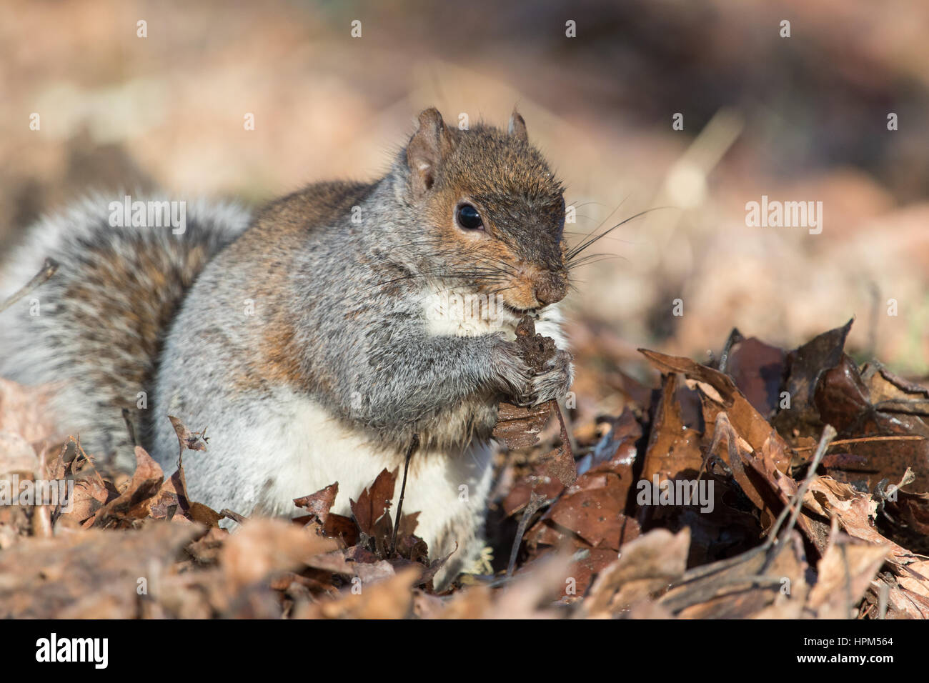 An Eastern Gray (Grey) Squirrel foraging for seeds on a warm winter's day in the Pacific Northwest, where they are an introduced species. Stock Photo