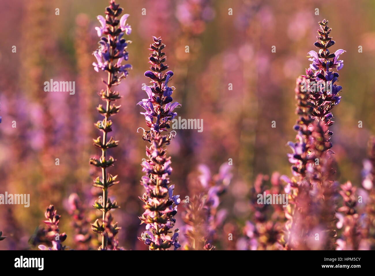 colorful wild flowers growing on summer meadow Stock Photo - Alamy