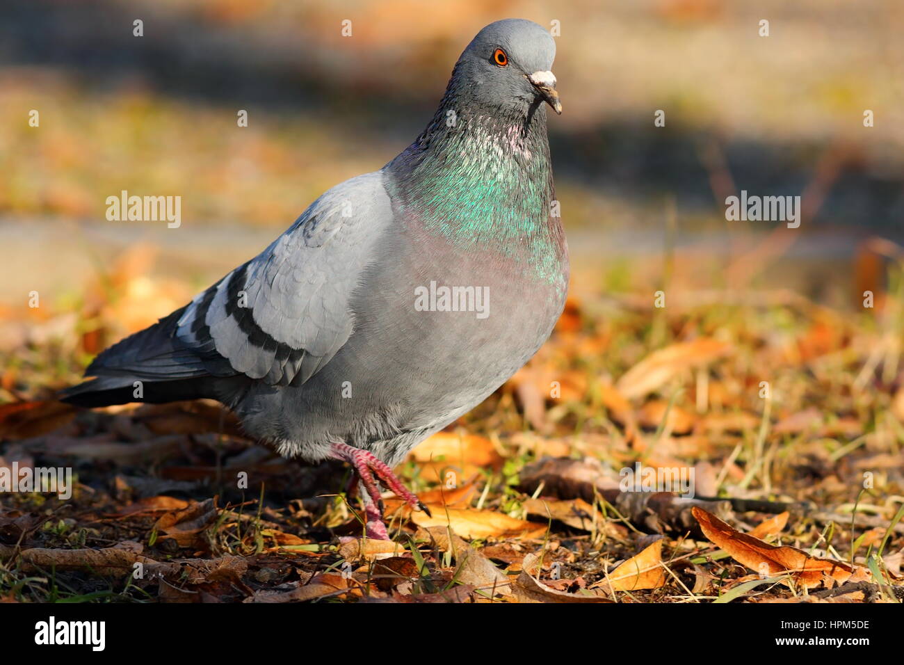 feral pigeon walking on faded leaves in the park ( Columba livia ) Stock Photo