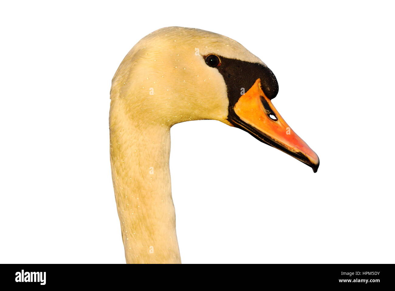 portrait of mute swan isolated over white background ( Cygnus olor ) Stock Photo