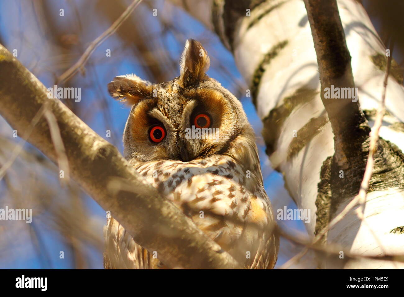 long eared owl in birch tree, curious wild bird looking at the camera ( Asio otus ) Stock Photo