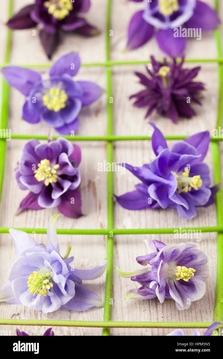 Purple Aquilegia Flower Heads Arranged in a Grid Stock Photo